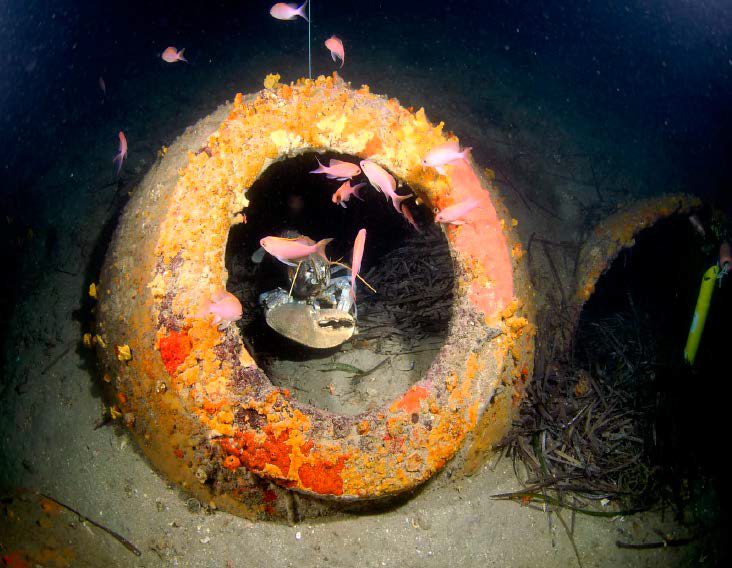 Dolia rinvenute sul relitto del “Nasuto”.  (D. Venturini, Valorizacion y Gestion de los sitios Arqueologicos sumergidos en el archipelagos Toscano. El caso del naufragio romano en la localidad “IL Nasuto” de Marciana Marina en la Isla de Elba. Univeridad Politecnica de Valencia,, 2014)